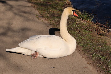 Ein Schwan liegt auf dem Ruhrtalradweg bei Wetter an der Ruhr im südöstlichen Ruhrgebiet	