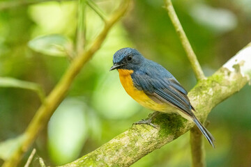 Tickell's blue flycatcher perched on tree branch in a nice green background.
