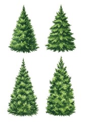 Four Evergreen Trees Isolated on White - Collection of four realistic evergreen trees, perfect for holiday designs or nature illustrations. Isolated on a white background