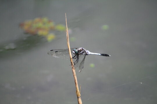 Blue dragonfly perched on dry twig with water background – tranquil summer moment in nature
