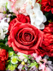 Fresh roses on a rose bush