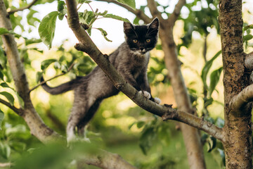 Curious kitten balancing on tree branch in lush garden