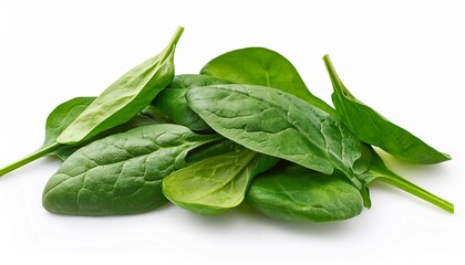 fresh spinach leaves on white