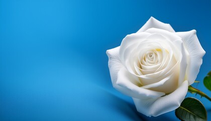 white rose on blue background