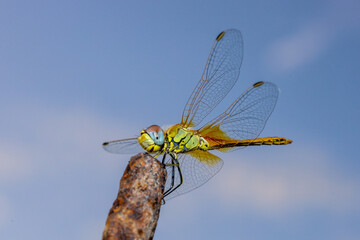 dragonfly on a branch