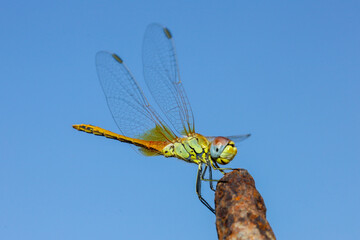 dragonfly on a branch