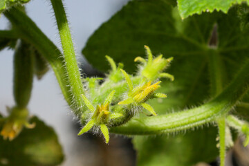 Inflorescence on a cucumber bush 