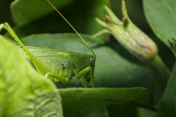 grasshopper on a leaf