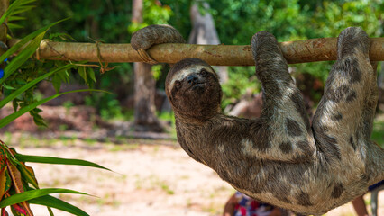 Faultiere am Amazonas © Rolf