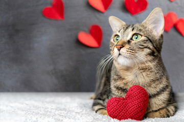 Red knitted heart in the paws of a cat. a gray and black fluffy cat for Valentine's Day or postcard. Textured background with a cat. copy space. Valentine valentine's day, lovers day, love concept