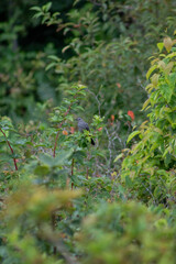 Catbird in Shenandoah National Park