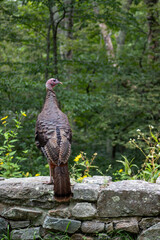 Turkey in Shenandoah National Park