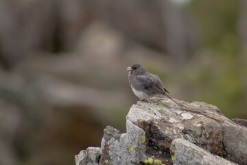 Dark-Eyed Junco in Shenandoah National Park