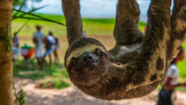 Faultiere am Amazonas
