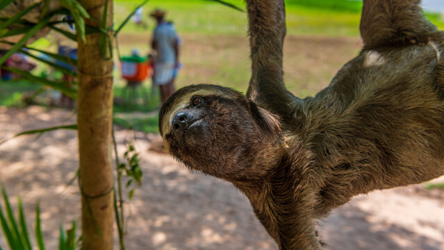 Faultiere am Amazonas