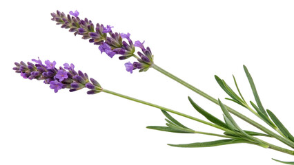 Fototapeta premium Delicate purple lavender sprigs with green leaves against a stark black background
