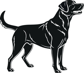 Fototapeta premium A portrait of a cute black and white purebred Labrador retriever dog on a white background