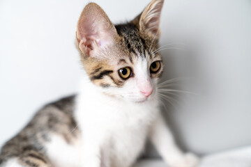 Adorable young kitten with big curious eyes sitting indoors against studio portrait a white background, perfect for pet care, animal adoption, veterinary clinic, cat lover copy space, marketing use