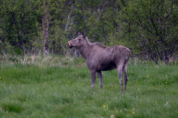 Single Moose Grazes On Natural Pasture On Andoya Island Of Lofoten In Norway