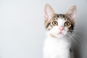 Adorable young kitten with big curious eyes sitting indoors against studio portrait a white background, perfect for pet care, animal adoption, veterinary clinic, cat lover copy space, marketing use