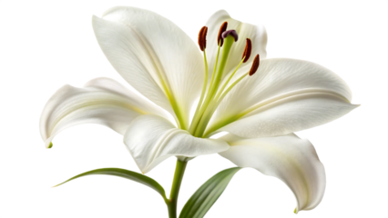 Elegant white lily bloom showcases delicate petals and vibrant stamen against a dark background