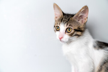 Obraz premium Adorable young kitten with big curious eyes sitting indoors against studio portrait a white background, perfect for pet care, animal adoption, veterinary clinic, cat lover copy space, marketing use