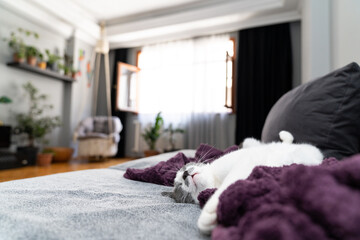Relaxed domestic cat lying on cozy purple blanket in bright modern living room enjoying peaceful...