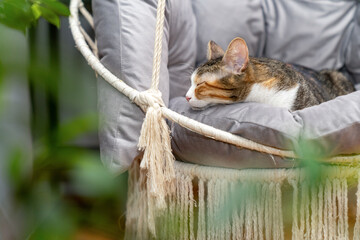 Cat resting, sleeping, relaxing hanging home rope swing in a Scandinavian interior. cat face lying...