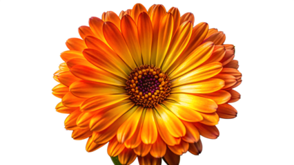 Vibrant orange calendula flower blooms with detailed petals against a stark black background