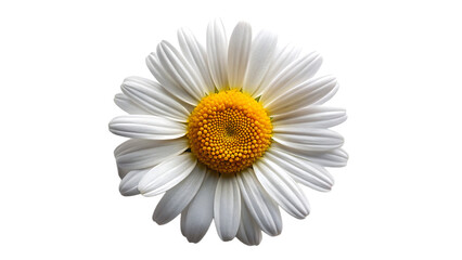 A solitary white daisy with a bright yellow center stands out against a stark black background