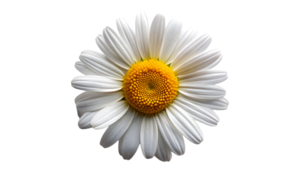 A solitary white daisy with a bright yellow center stands out against a stark black background