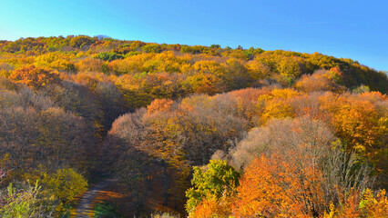 Fototapeta premium Dense beech forest in autumn colours in Mures, Transylvania