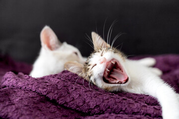 Two adorable kittens cuddling on cozy blanket, cute domestic cats relaxing indoors, playful feline friendship, sweet sleepy pets, lovely baby animals, soft fur, whiskers, home comfort, love