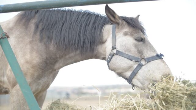 Close-Up of Horse Eating Hay &ndash; Rustic Farm Footage