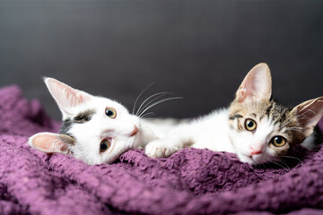 Two adorable kittens cuddling on cozy blanket, cute domestic cats relaxing indoors, playful feline friendship, sweet sleepy pets, lovely baby animals, soft fur, whiskers, home comfort, love