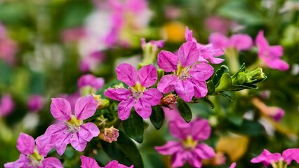 The freshy pink flower with yellow stemens, Mexican Heather.