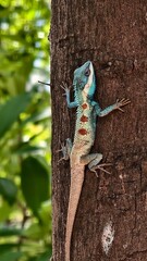 A blue-crested Lizard, Indo-Chinese forest lizard or Calotes mystaceus clinging to the trunk of a tree.