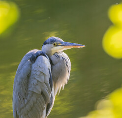 great blue heron