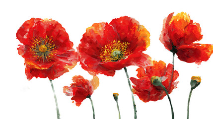 Obraz premium Vibrant red poppies with delicate petals and dark centers isolated on a transparent background isolated on transparent background