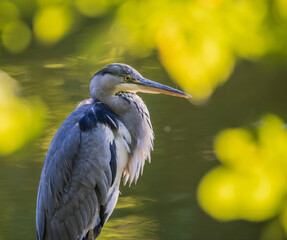 great blue heron