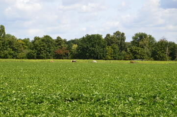 Landschaft am Niederrhein
