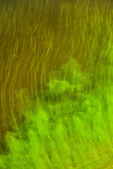 Blaualgen (Cyanobakterien) bilden einen Algenteppich und sind verantwortlich für Wasserverschmutzung