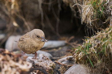 Cobb's Wren (Troglodytes cobbi) returning to its nest with food on Carcass Island in the Falkland Islands.