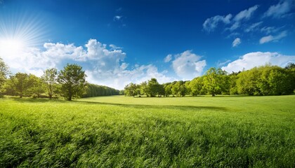 sunny meadow green trees blue sky summer day