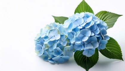 light blue hydrangea flowers with green leaves on white background