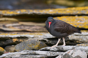 Blackish Oystercatcher (Haematopus ater) on the rocky shore of Carcass Island in the Falkland Islands.