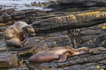 Southern Sea Lions (Otaria flavescens) on the coast of Carcass Island in the Falkland Islands.