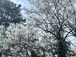 Prunus Prunus cerasus Sauerkirsche Schlehe Wilder Mandelbaum Kirschpflaume Tokio Kirsche Mandelblättrige Birne sour cherry blackthorn wild almond cherry plum Tokyo cherry almond-leaved pear Flower