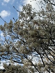 Prunus Prunus cerasus Sauerkirsche Schlehe Wilder Mandelbaum Kirschpflaume Tokio Kirsche Mandelblättrige Birne sour cherry blackthorn wild almond cherry plum Tokyo cherry almond-leaved pear Flower