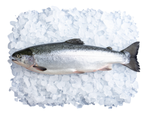 Fresh Whole Salmon Fish on Ice Bed, Top View, Transparent Background PNG